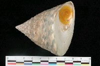 藏品(銀塔鐘螺)的圖片